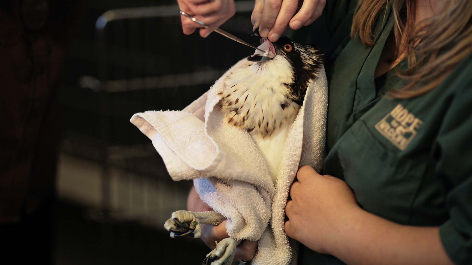 Hope for Wildlife S1E10 A Bright Spot Knowledge.ca